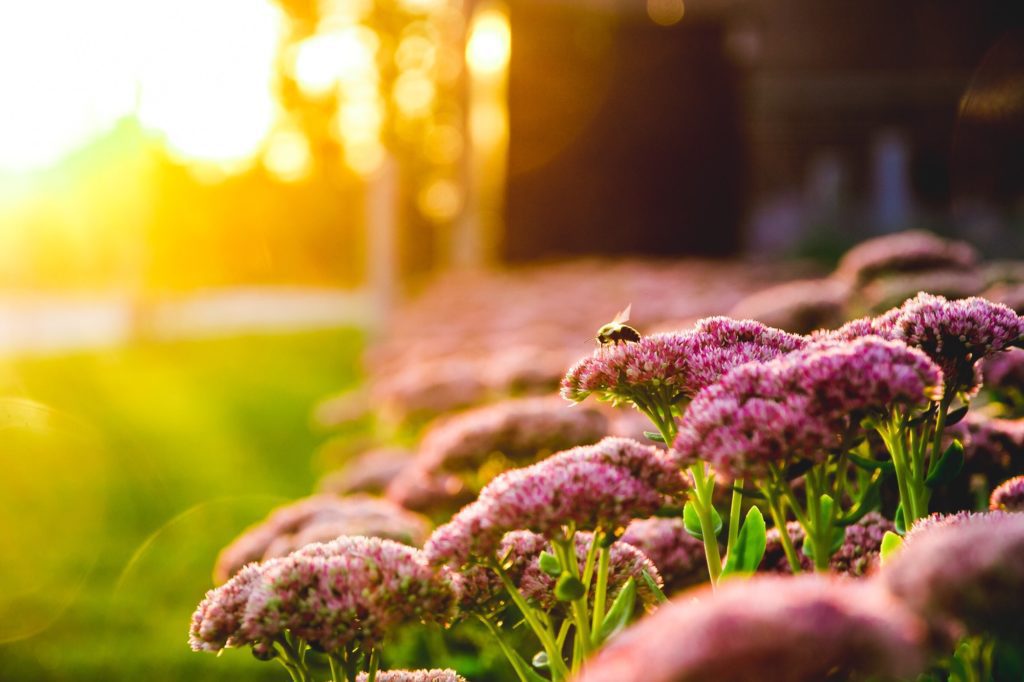 A bumblebee hovers on a flower at sunset.